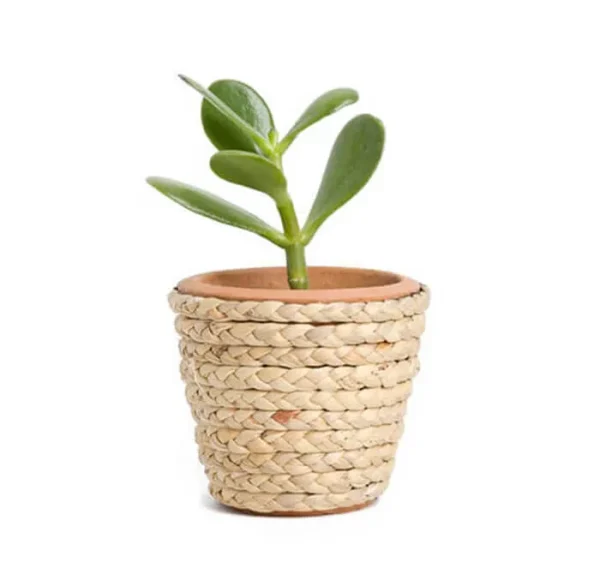 Biotech Garden Jade Plant